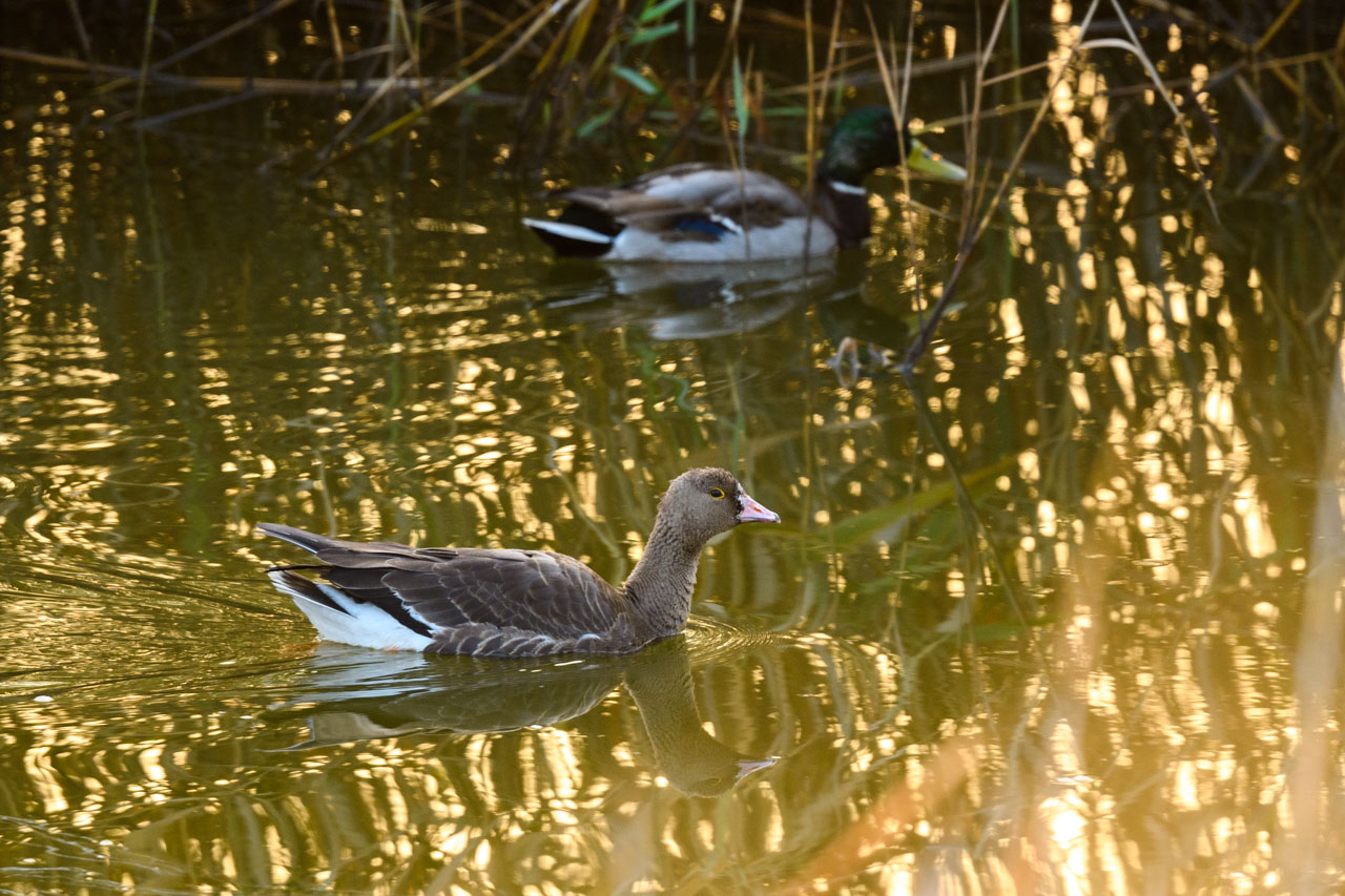 A juvenile Lesser White-fronted Goose swimming in the channel