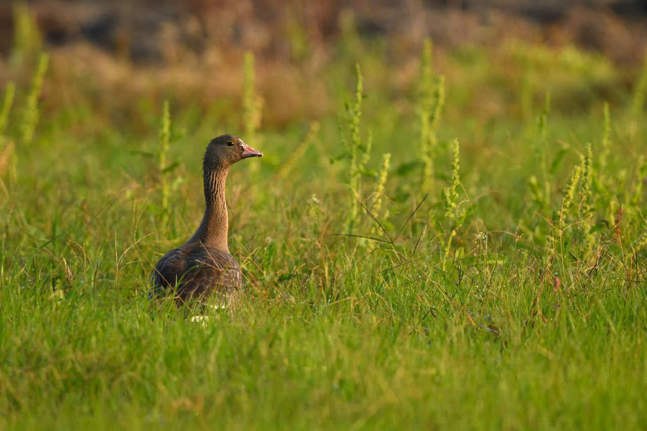 Lesser White-fronted Goose standing in the meadow. Illuminated by the morning sun.