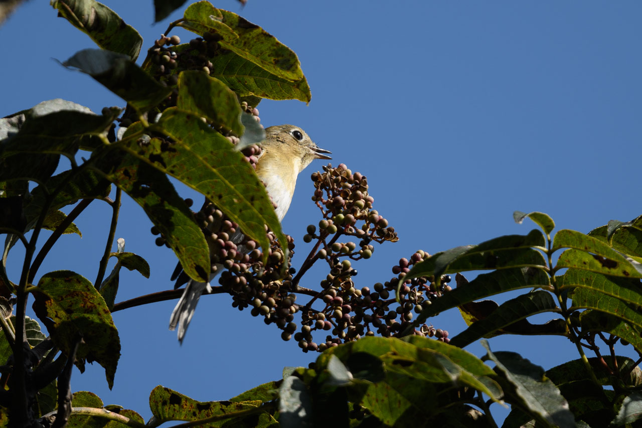 female Mugimaki Flycatcher eating the fruit of Fagara ailanthoides