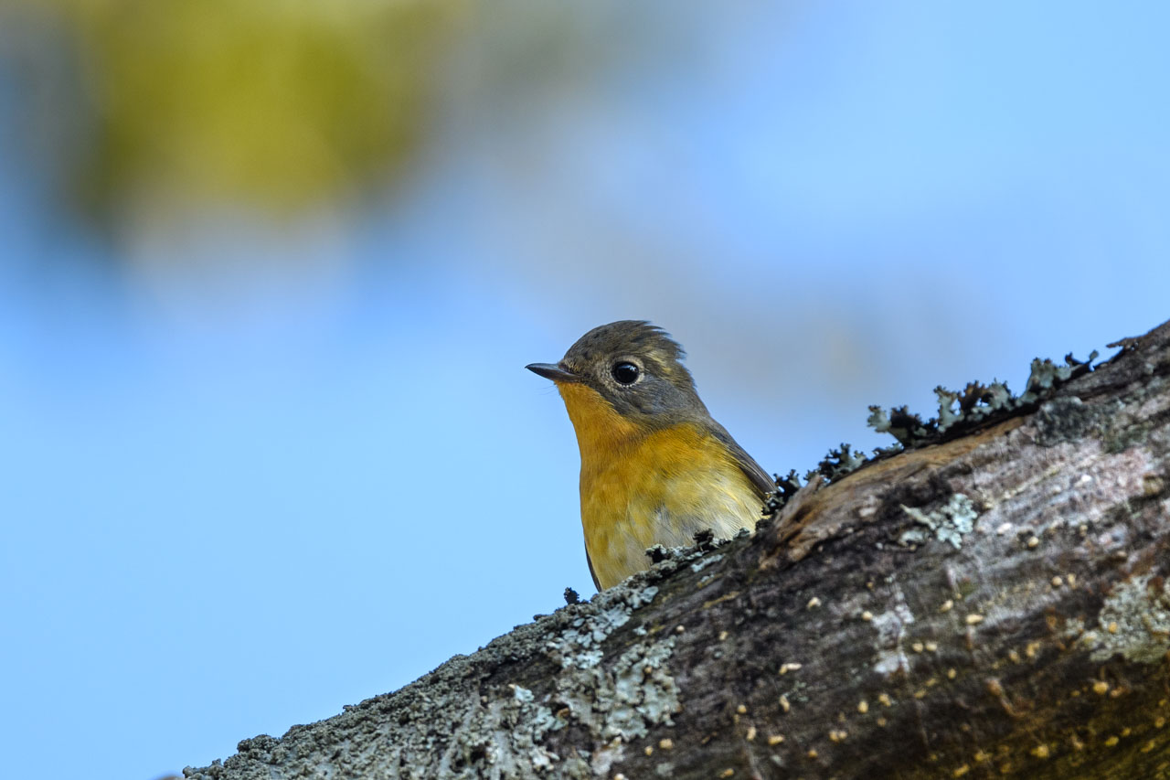 Mugimaki Flycatcher female peeking out from a branch