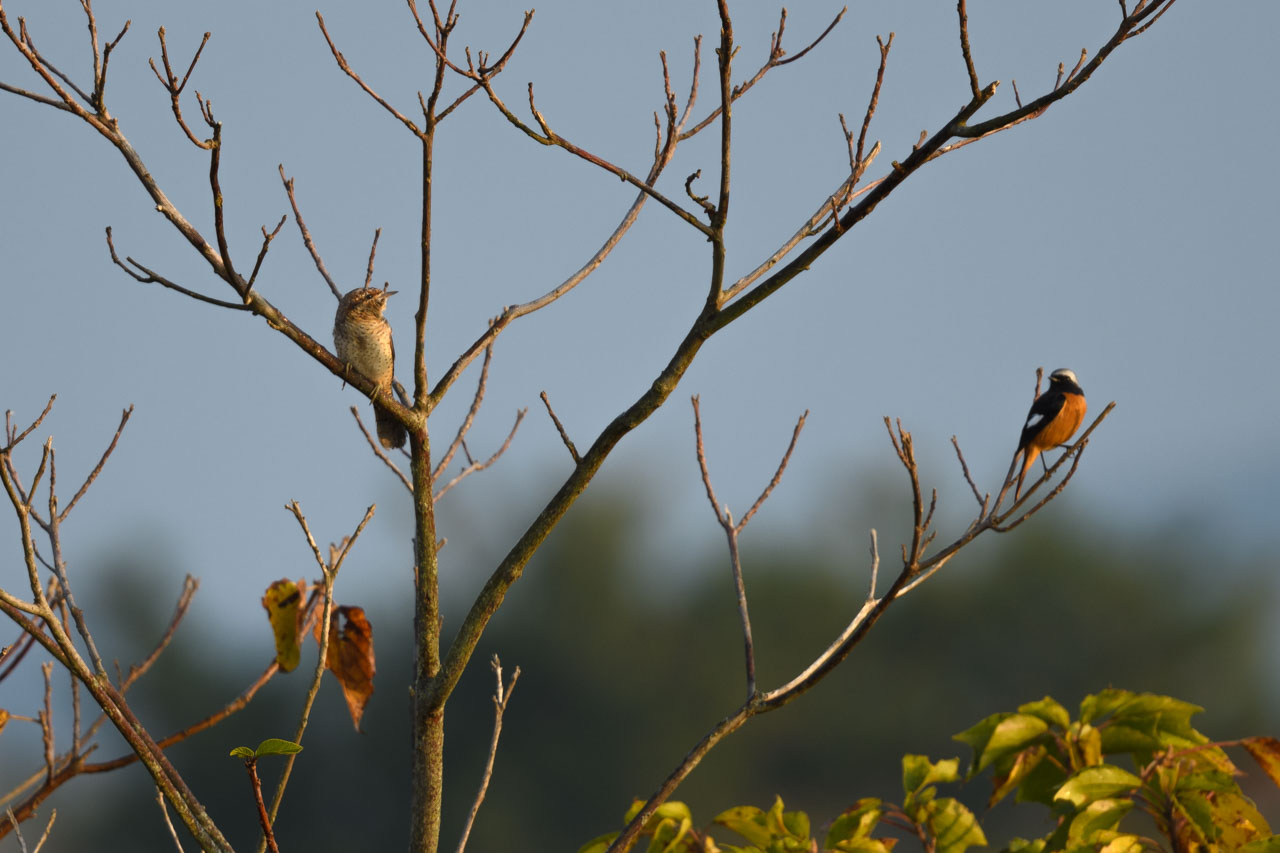 An Eurasian Wryneck and a Daurian Redstart perch on a leafless tree. The morning sun shines on them from the side.