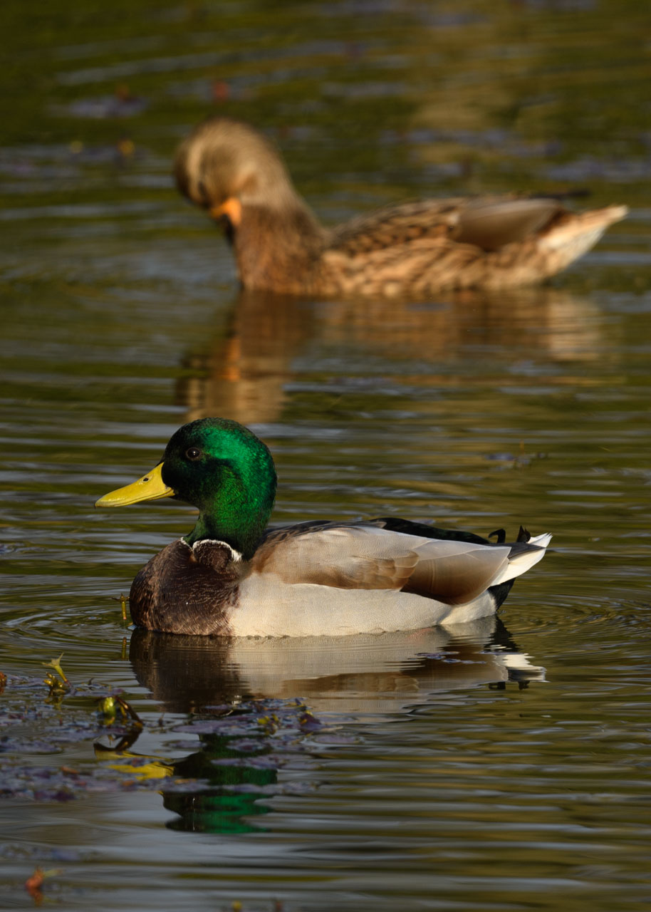 A male and female Mallards swimming in a pond. The green of the male's head shines brightly in the morning sun.