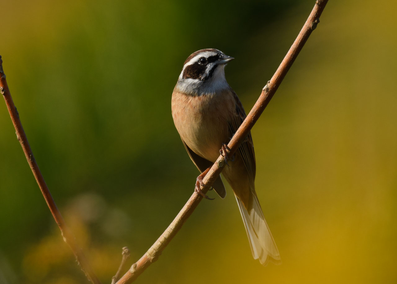 Close-up of a Meadow Bunting in the soft morning sun.