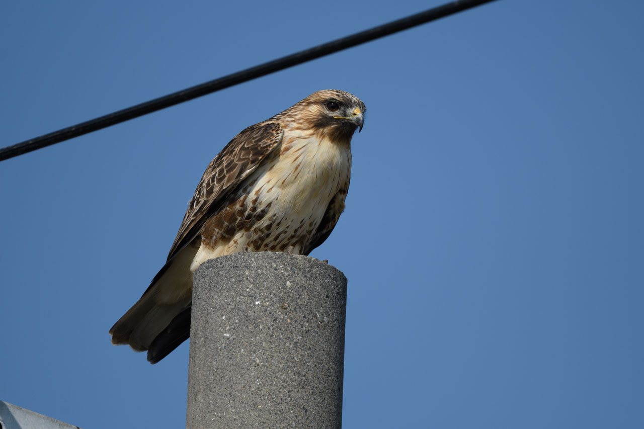 A Common Buzzard perches on a utility pole