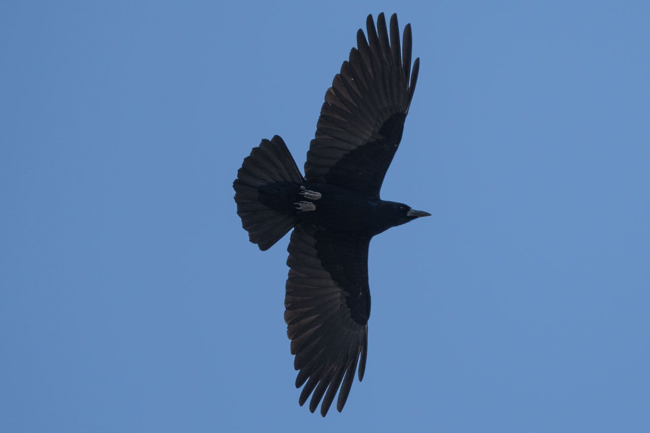 A lone Rook flying with its wings spread wide