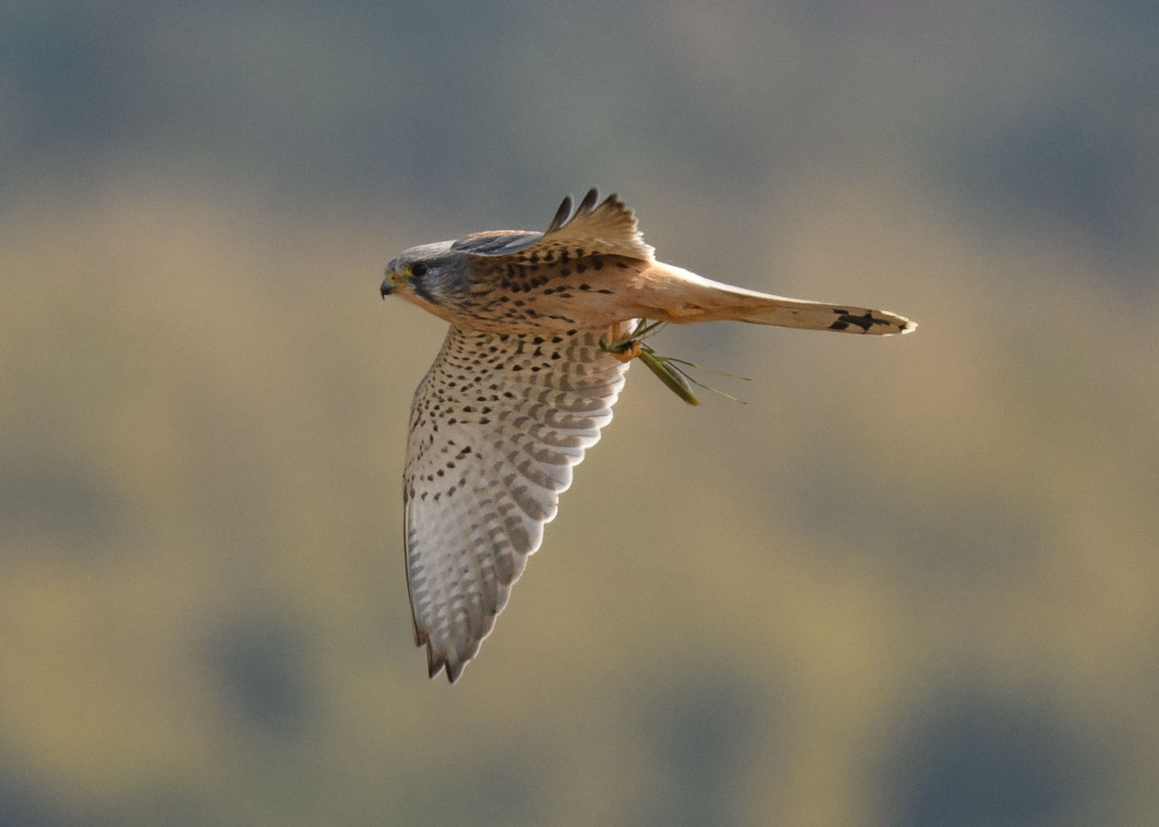 A Common Kestrel flying with a praying mantis clutched to its leg