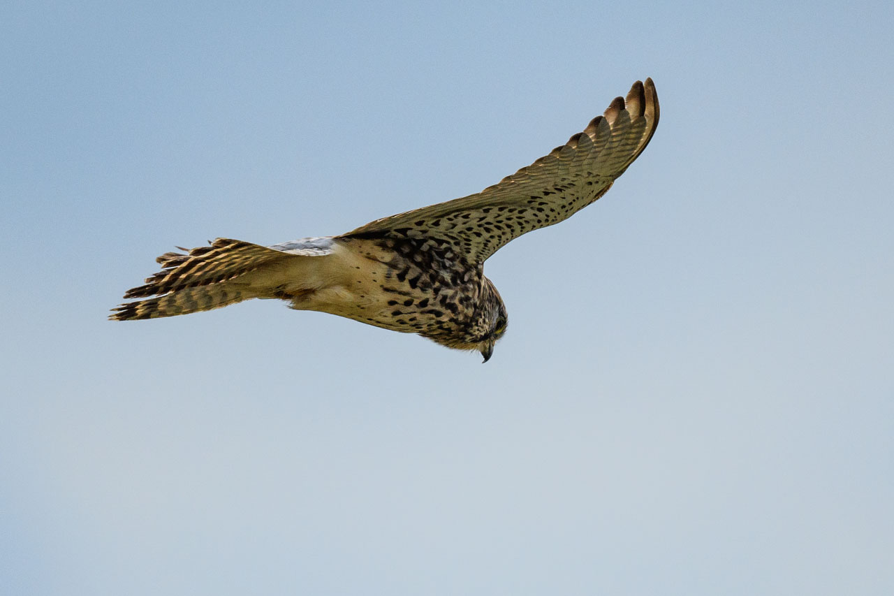 A Common Kestrel hovering