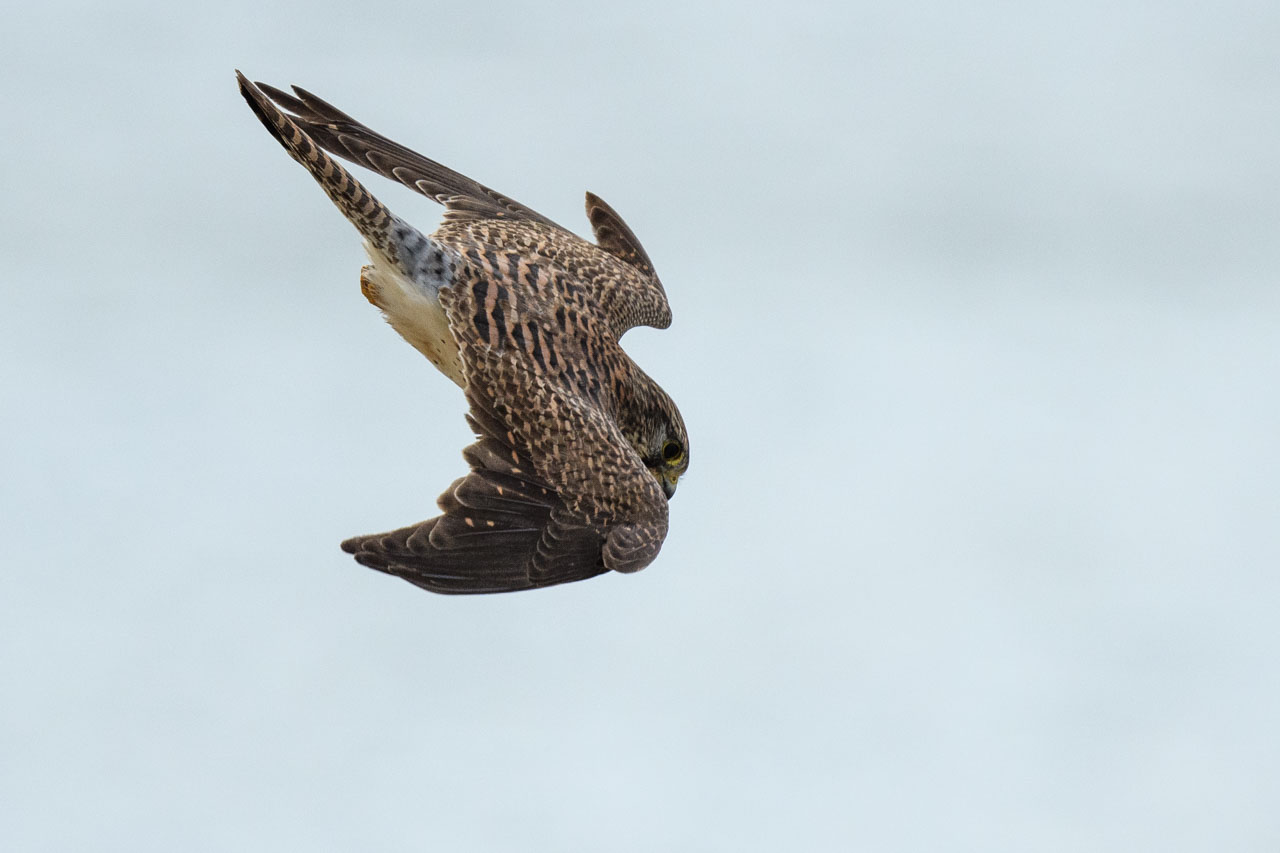 A Common Kestrel swoops down.