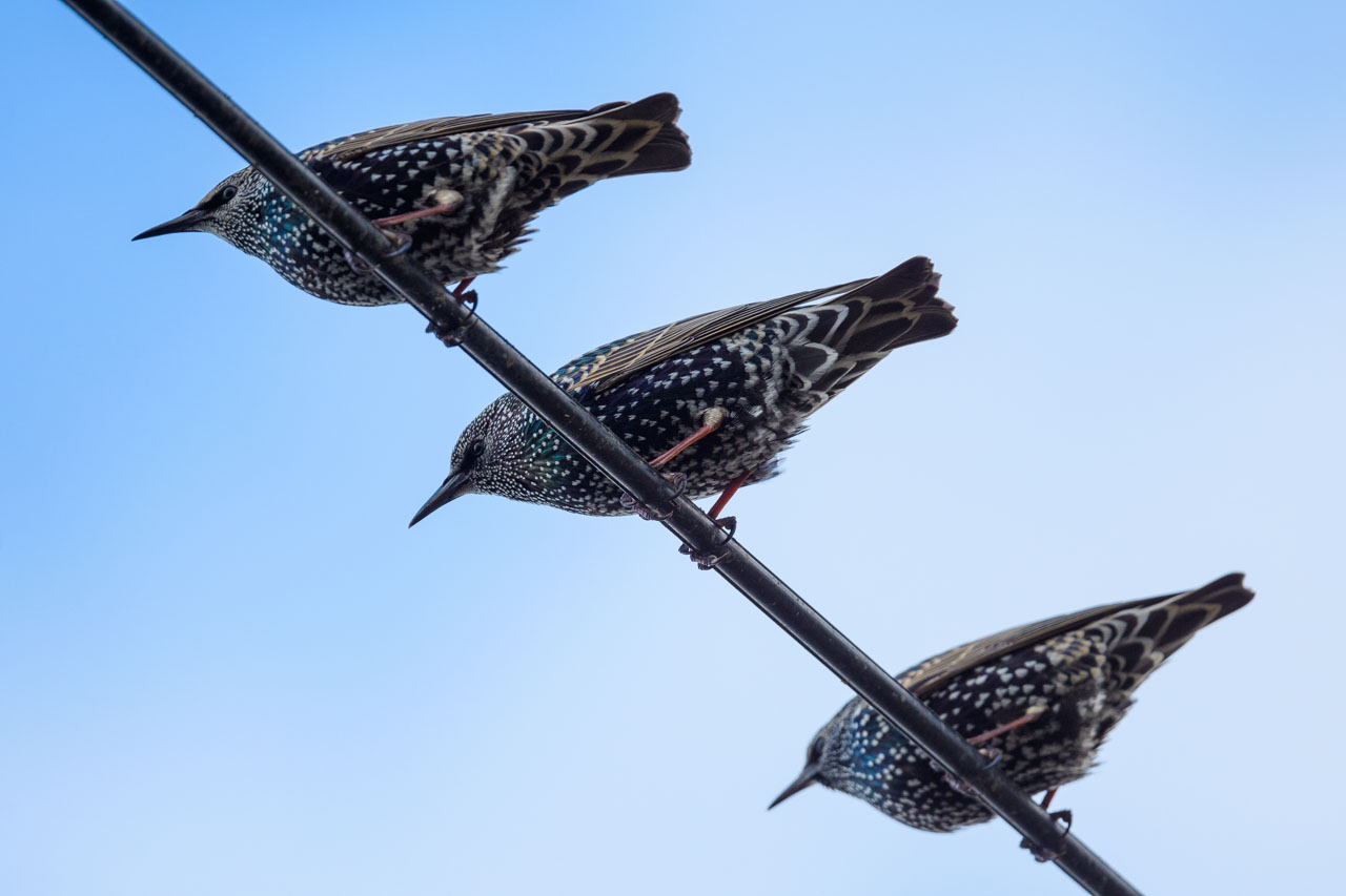 Three Common Starlings perched on an electric wire against a blue sky