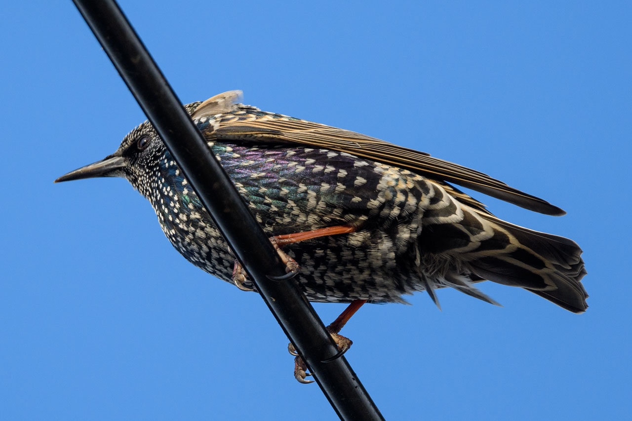 Closeup of a Common Starling perching on an electric wire