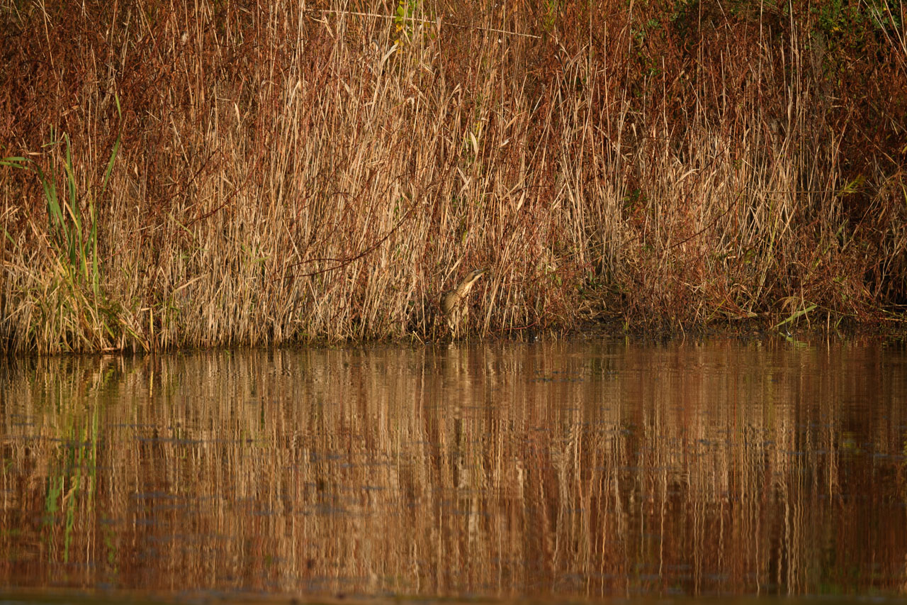 An Eurasian Bittern stands at the edge of the reed beds surrounding the pond. It stands with its neck stretched at an angle.