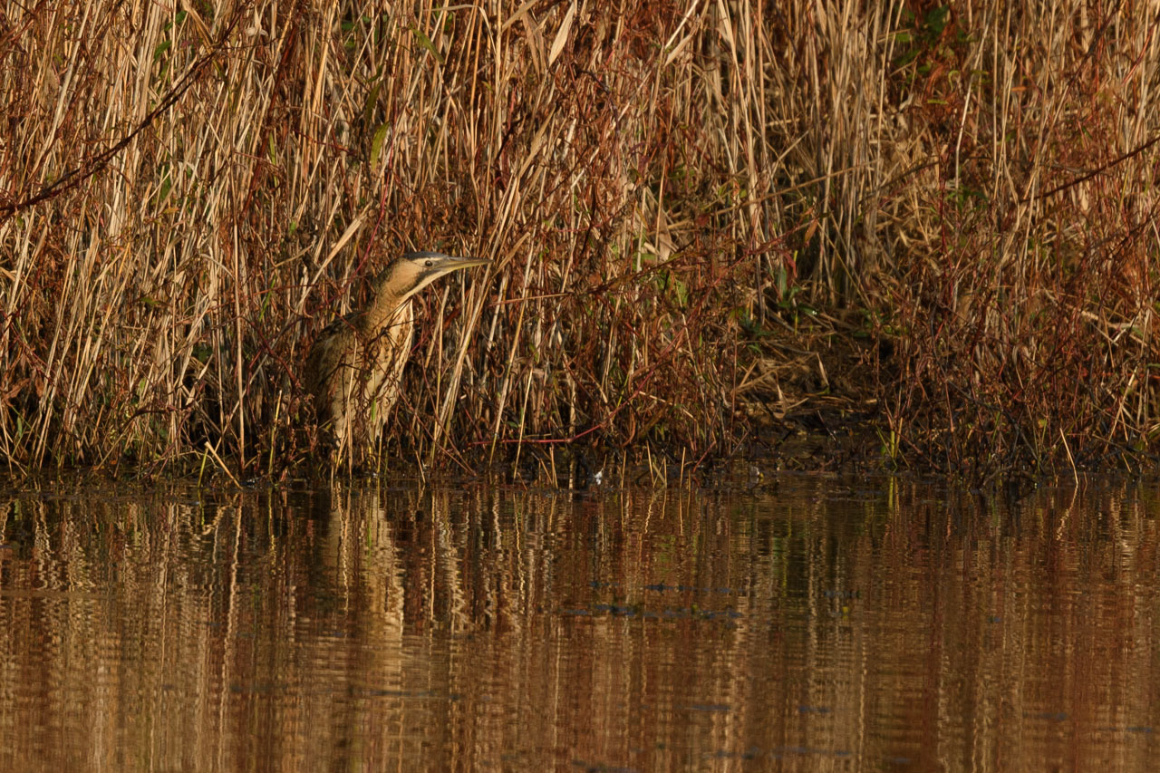 An Eurasian Bittern standing by the pond. The whole area is tinted orange by the morning sun.