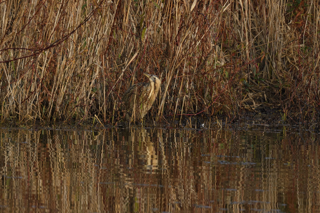 An Eurasian Bittern standing at the edge of the pond