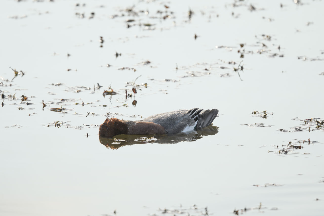 Floating on the surface of the water, an Eurasian Wigeon lay face down and gasped for breath.