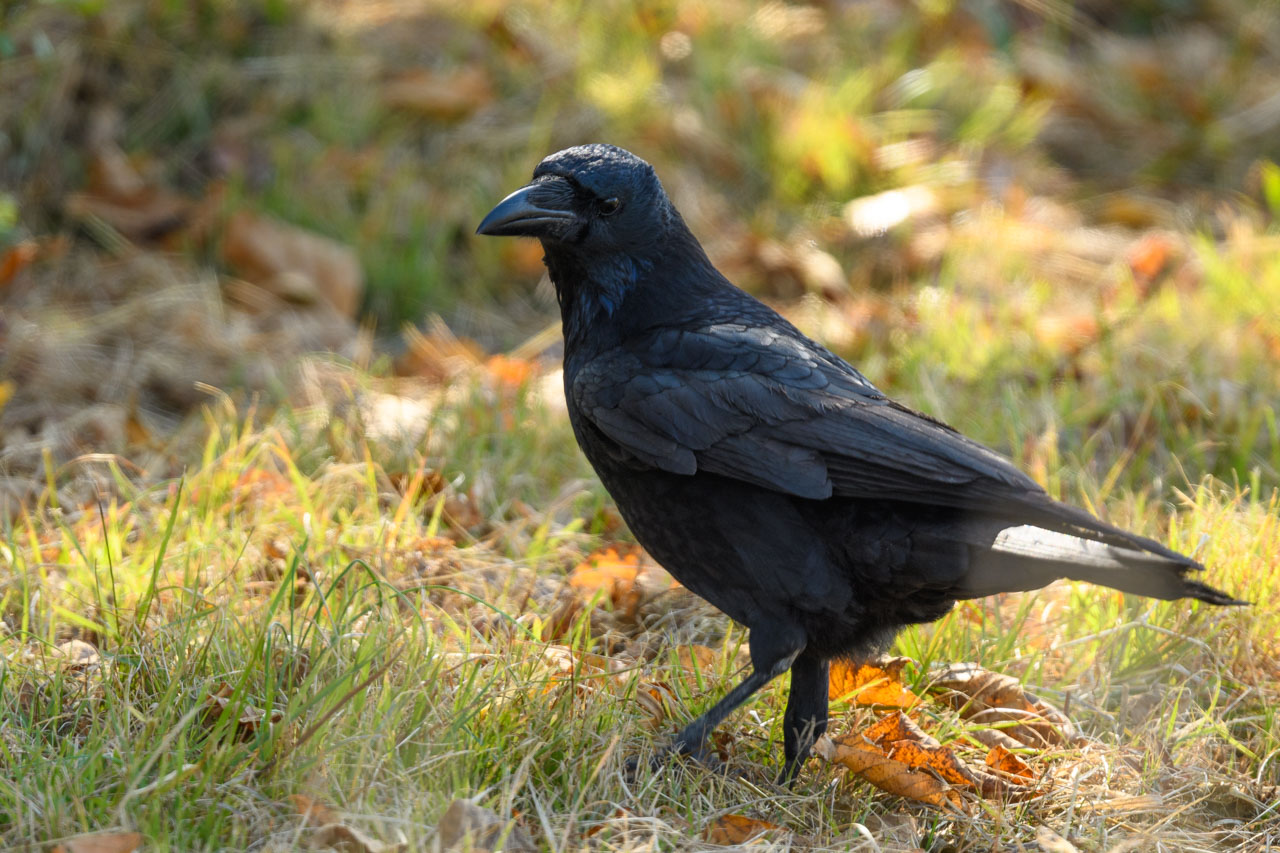 A Carrion Crow stands on the ground and looks back at me.