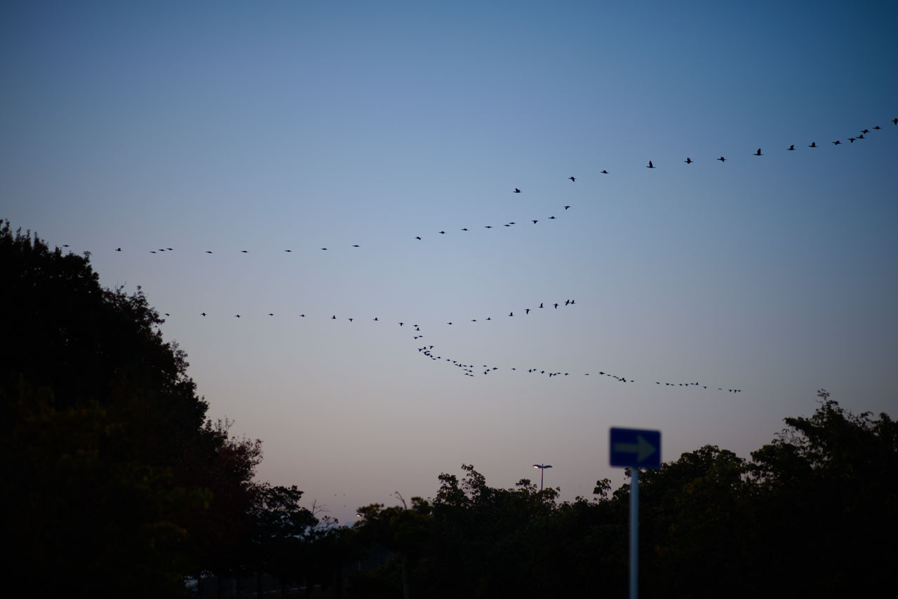 A flock of cormorants flying in a V-shaped formation in the pre-dawn sky