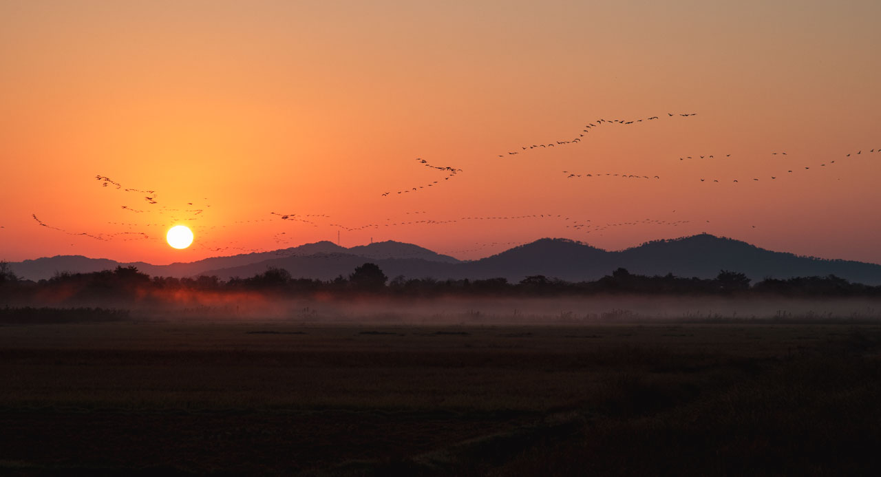 A flock of hundreds of cormorants fly toward the orange-colored morning sun.
