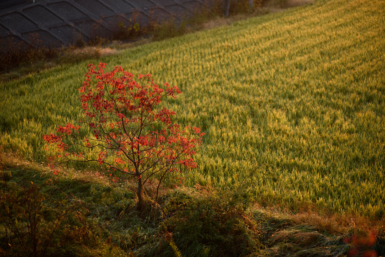 田んぼの脇に立つ一本の木が赤い葉を付けている。奥から朝日に照らされている。