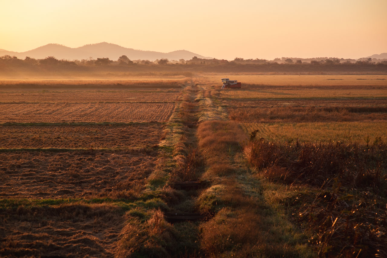 朝日に照らされる田畑が金色に輝く。稲刈り中のコンバインが止まっている。