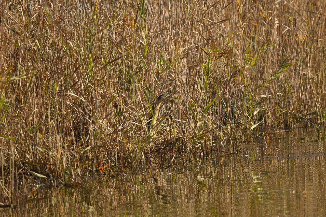 An Eurasian Bittern hiding in reed beds