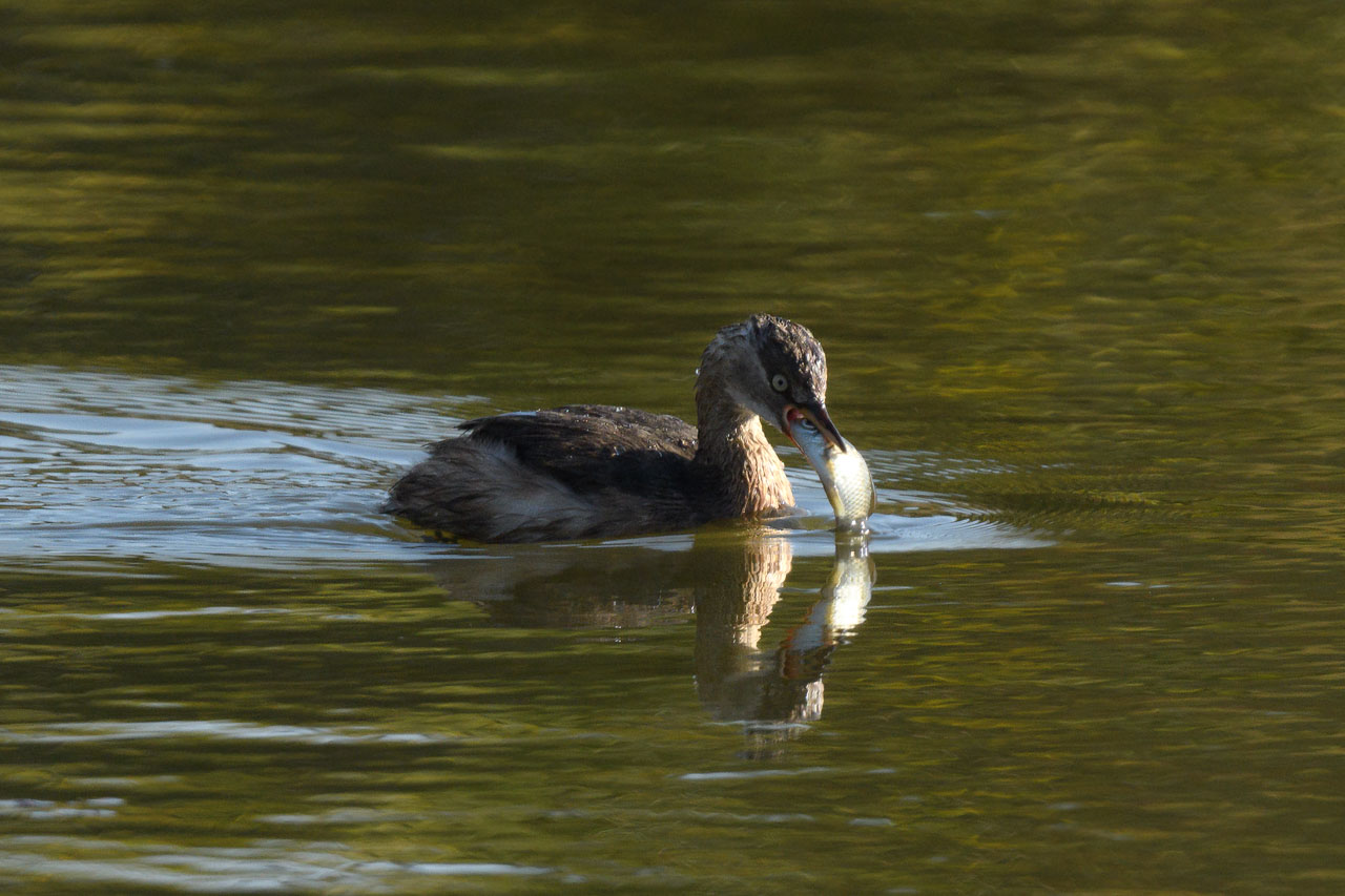 A Little Grebe holding a fish larger than its own mouth