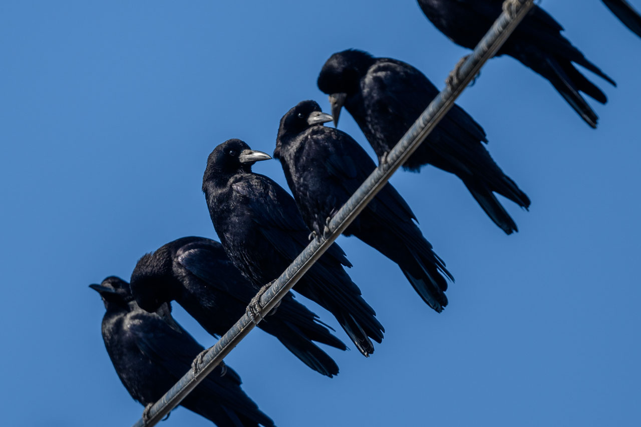 A flock of Rooks perching on a power line