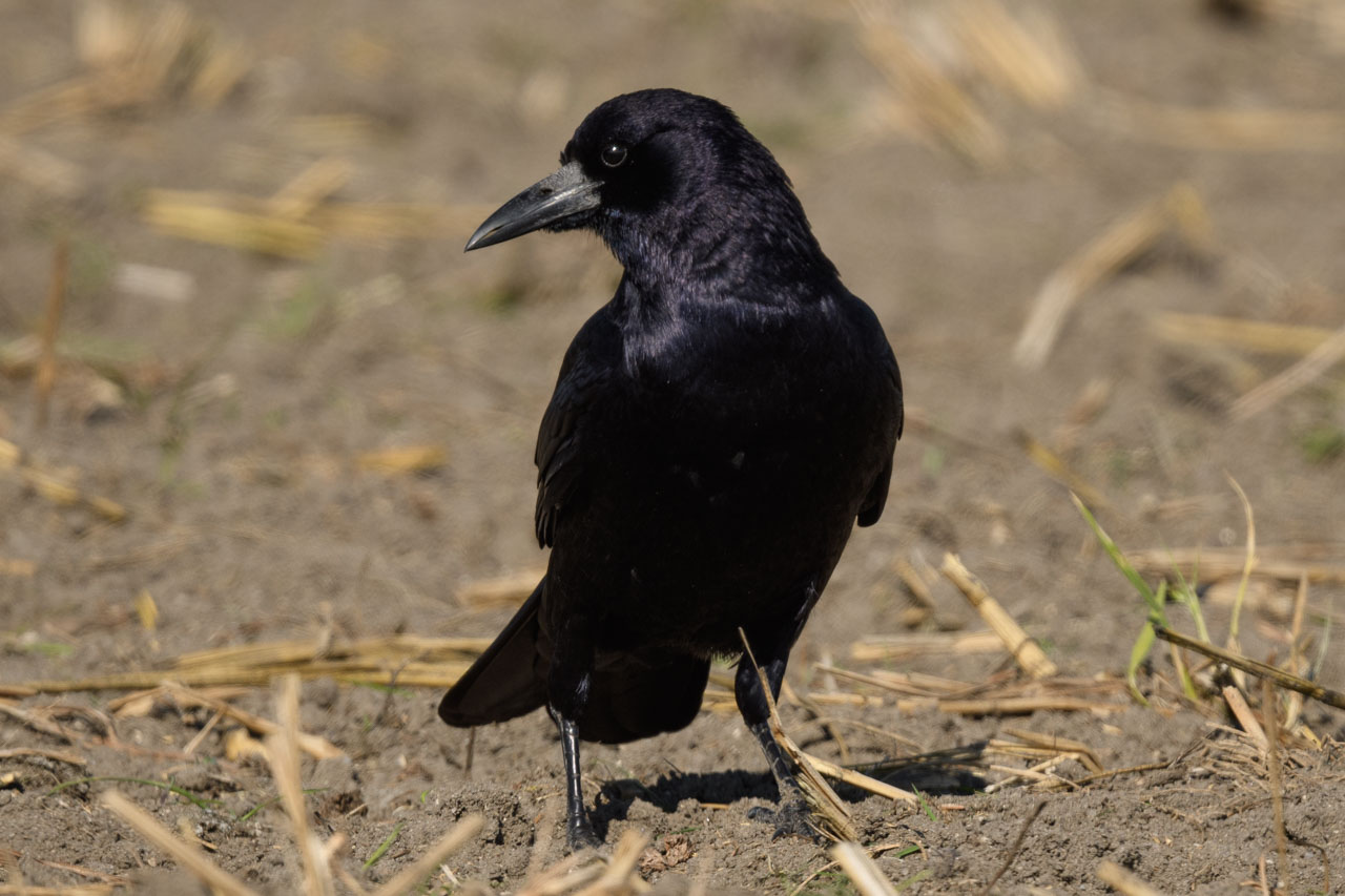 A Rook standing on a rice paddy