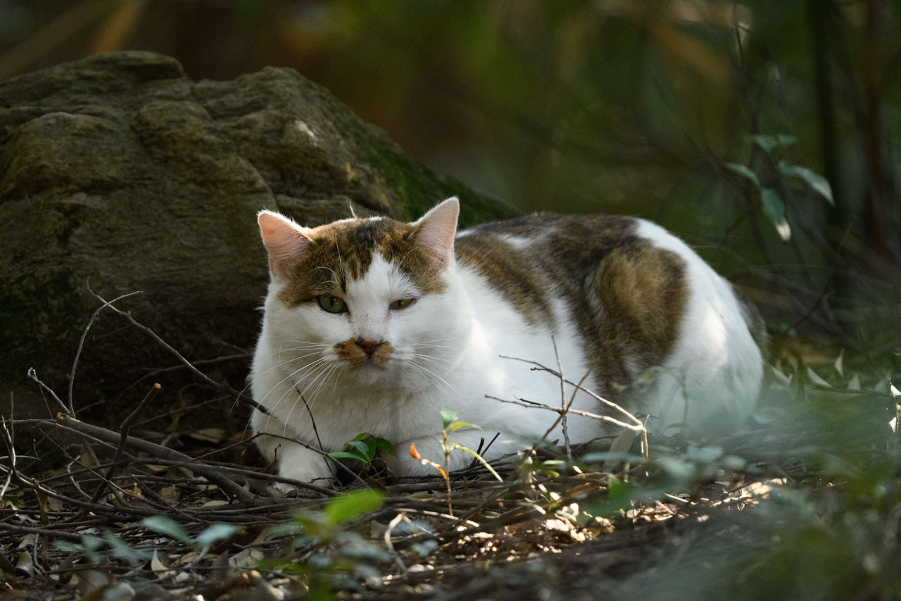 森の中の岩陰に寝そべる白茶色のぶちネコ。