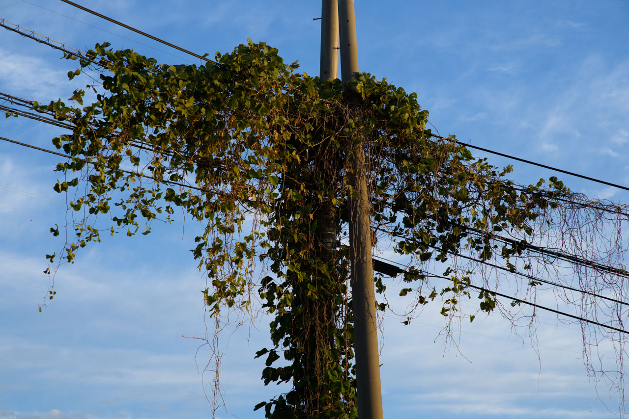 Electric poles and wires hanging down with a large amount of vine grass wrapped around them. The morning sun shines from the side against the blue sky.