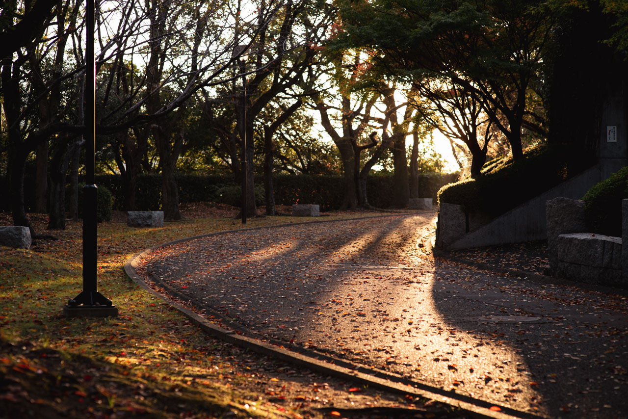The morning sun shines in from behind a gentle curve in the park where fallen leaves spread out.