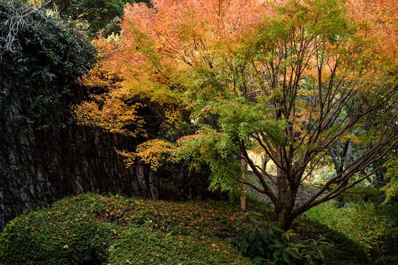 Plantings and autumn leaves in the park. A mixture of green, orange, and pink leaves.