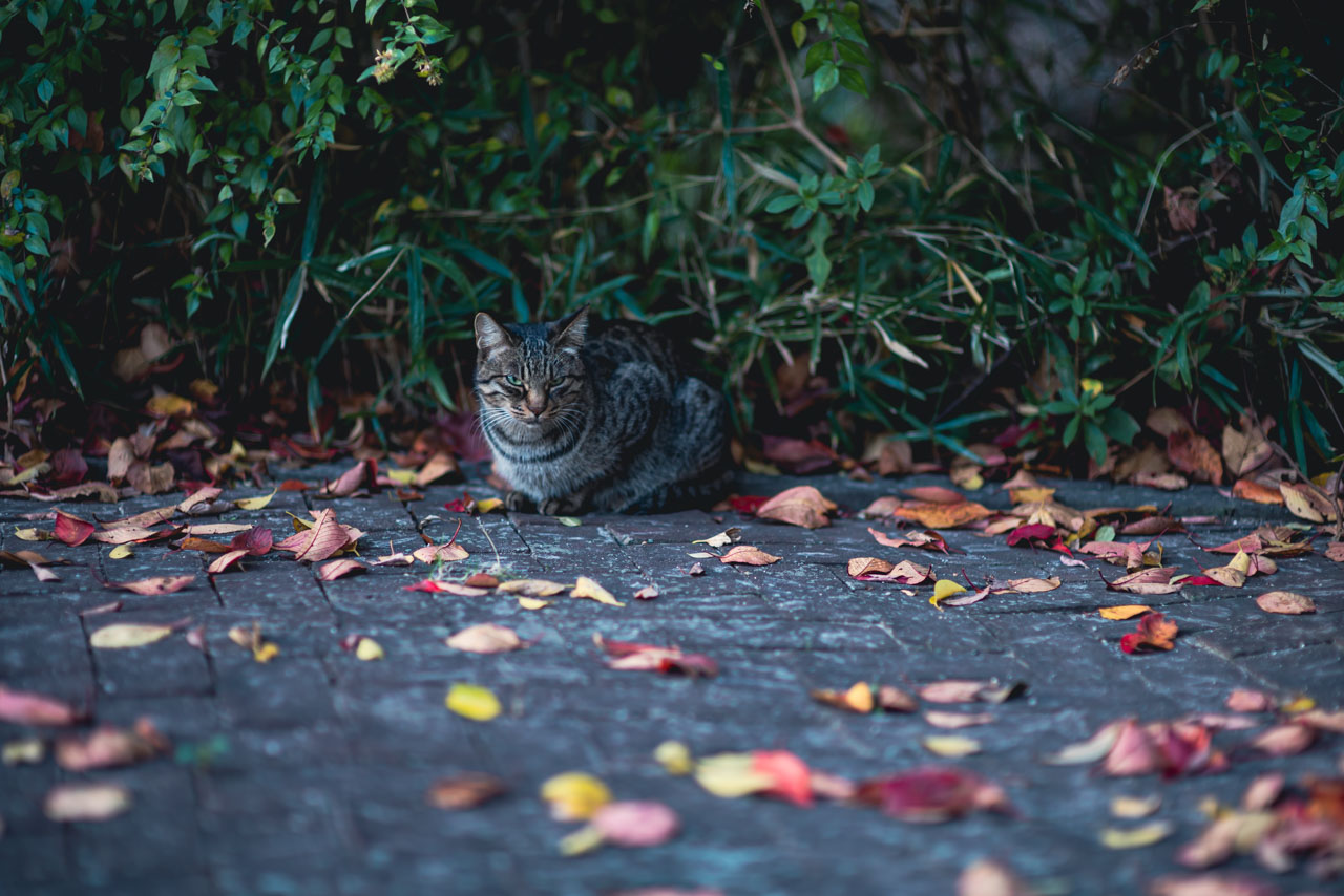 A brown tabby cat sits in front of a bamboo thicket. Colorful fallen leaves spread out around it.
