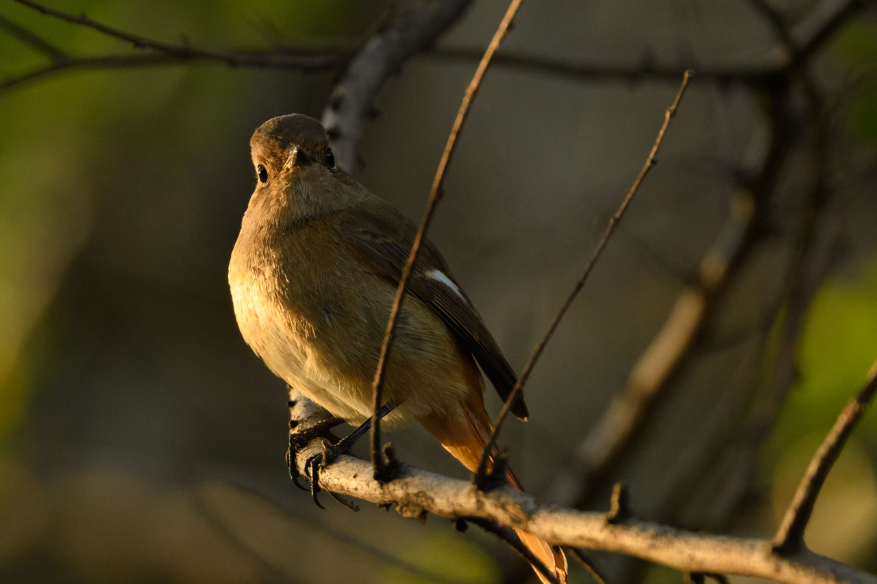 A female Daurian Redstart perching on a twig. The morning sun shines from the left, making her eyes glow.