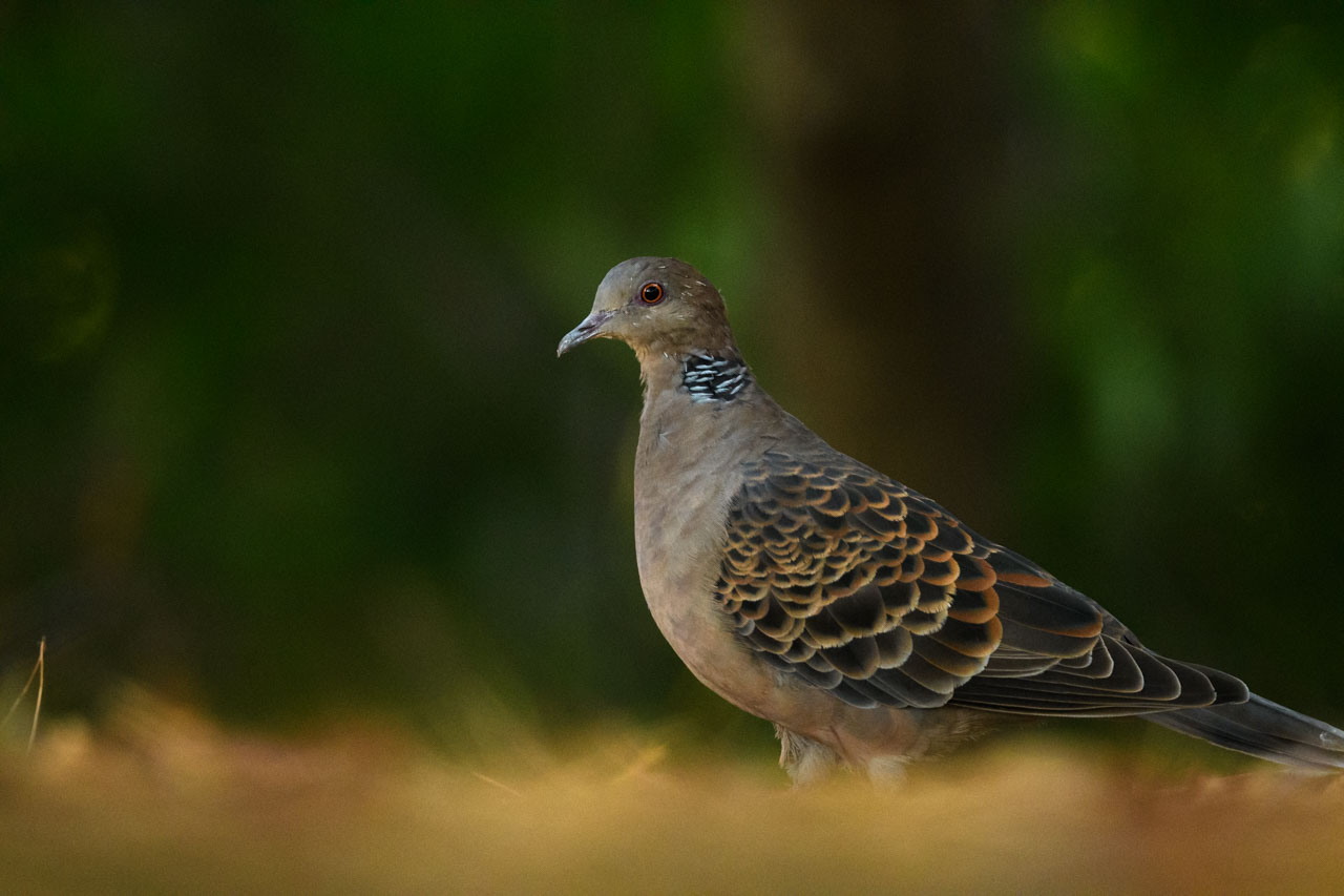 Close-up of an Oriental Turtle Dove walking on the ground in the forest. The ground in the foreground and the forest in the background are largely blurred.