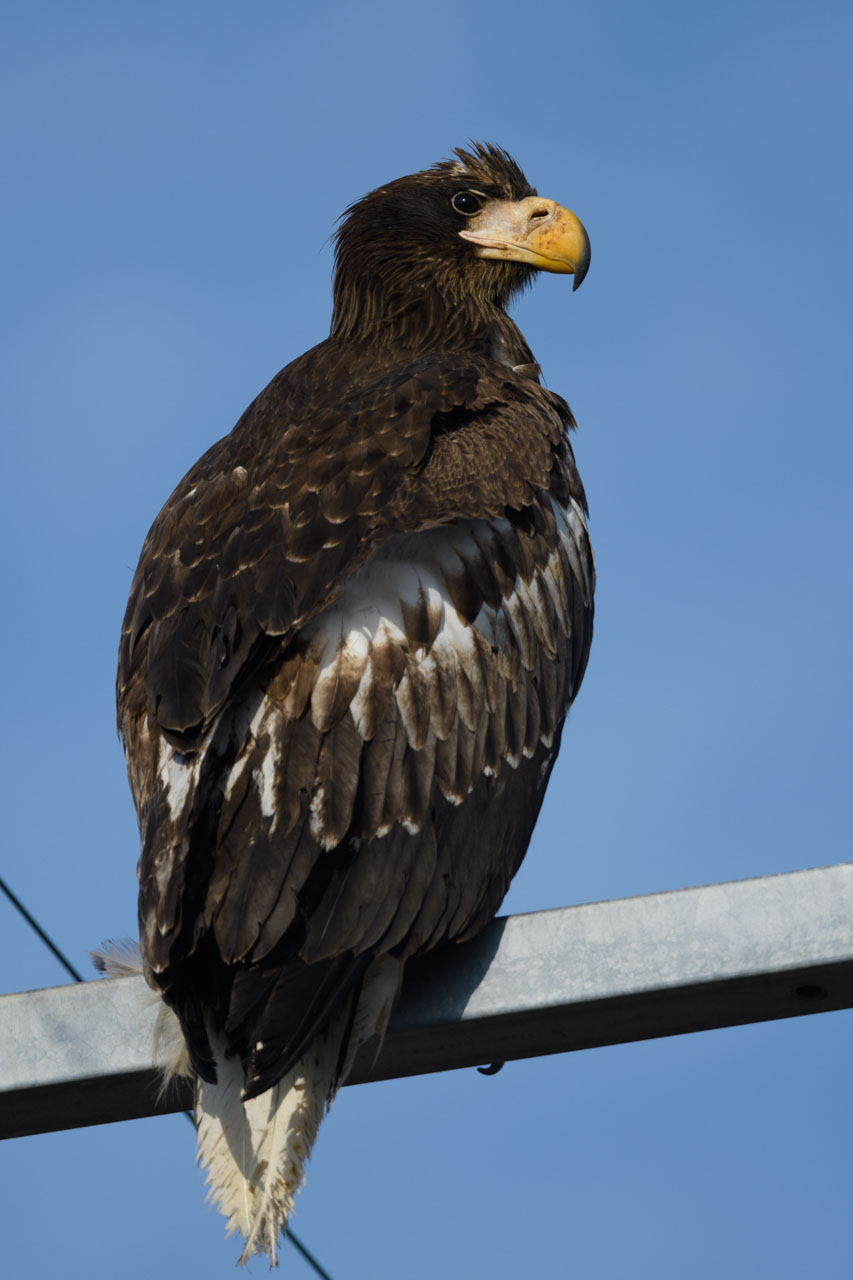 電柱に止まりこちらを振り向くオオワシの幼鳥。 A juvenile Steller's sea eagle perches on a telephone pole and looks back at us.