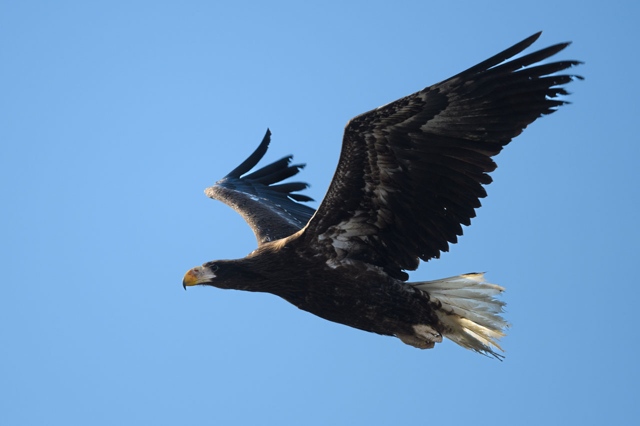 青空をバックに翼を広げて飛翔するオオワシ。 A Steller's sea eagle in flight with its wings spread against a blue sky.