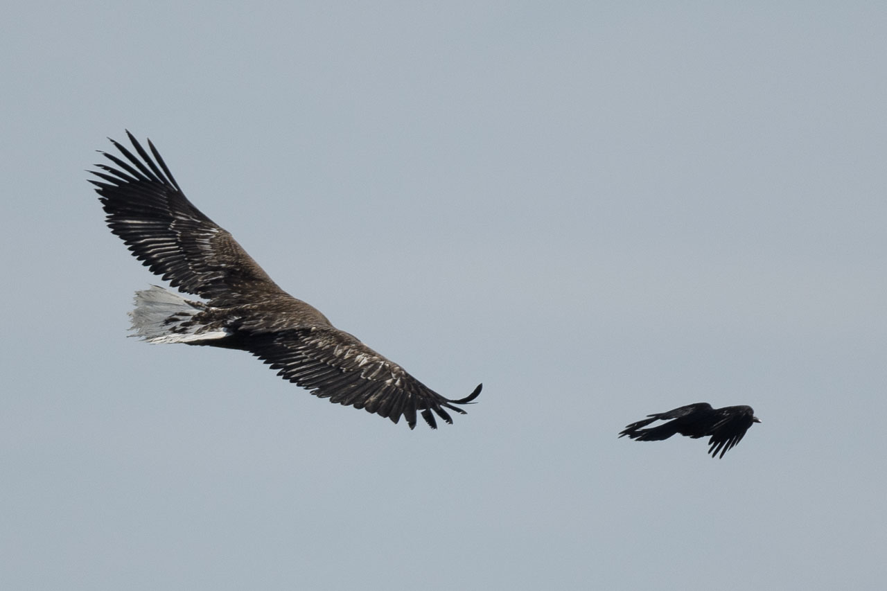 カラスに追い回されるオオワシ幼鳥。 A juvenile Steller's sea eagle being chased by a crow. 