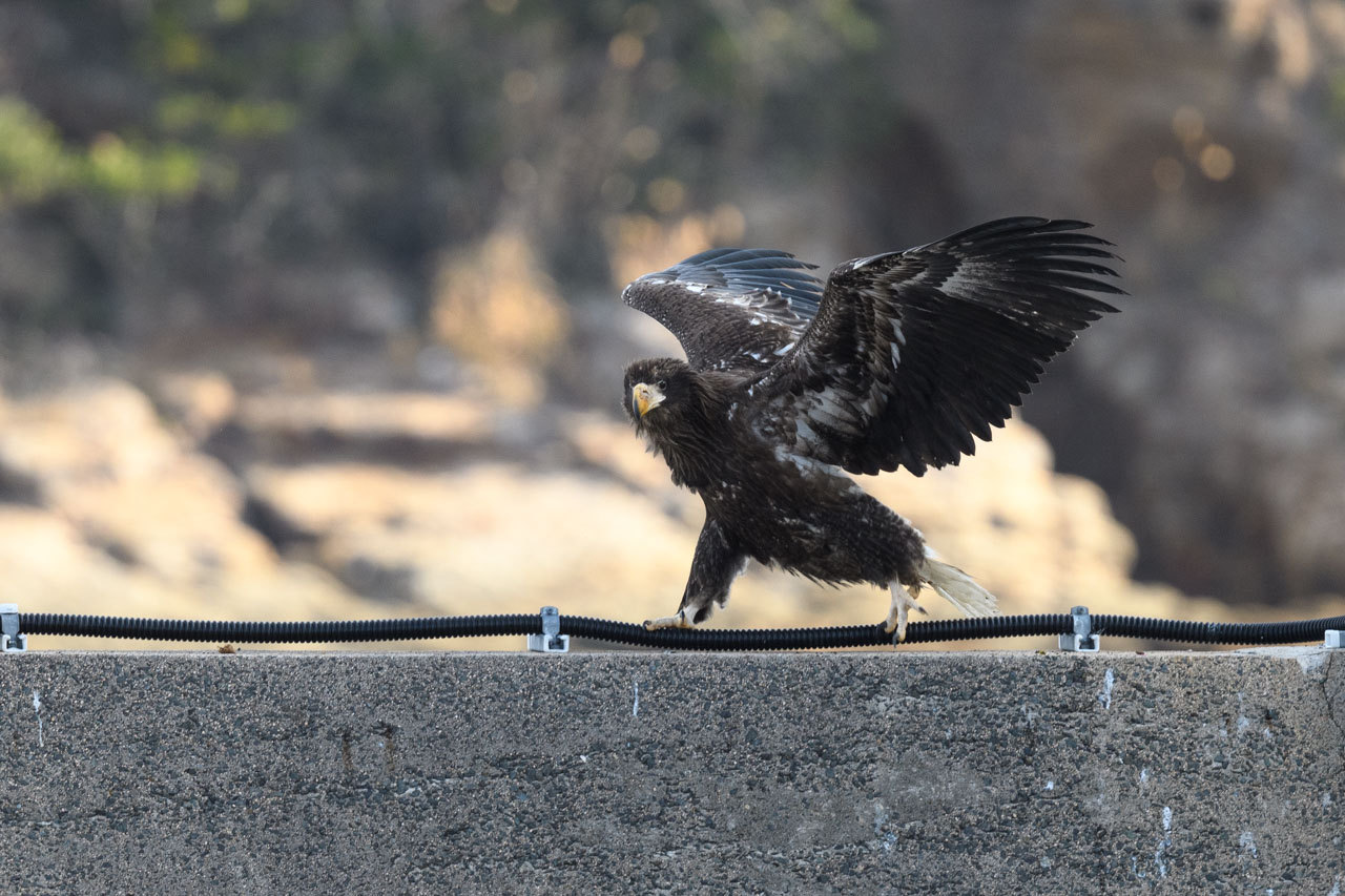 埠頭を歩くオオワシ幼鳥。 A juvenile Steller's sea eagle walking along the pier.