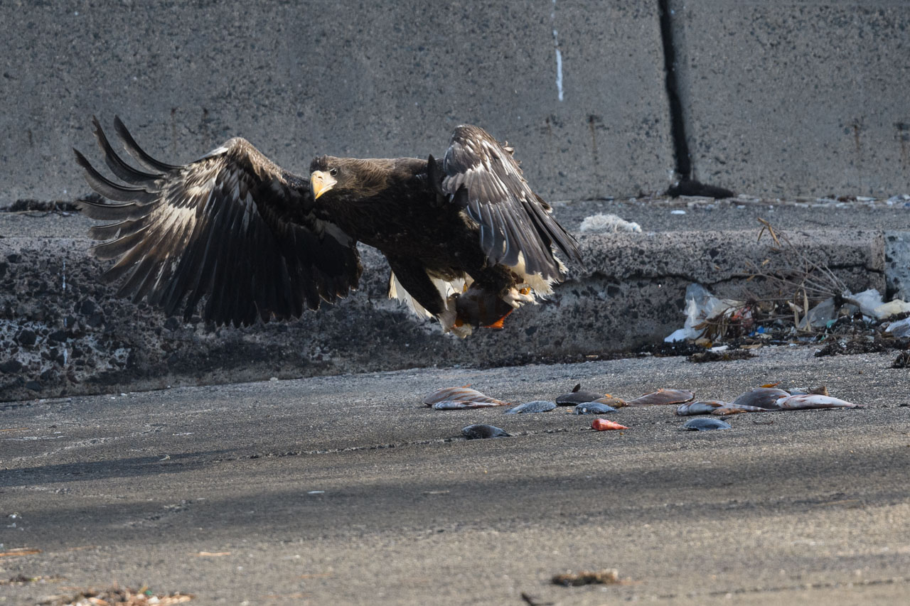 地面に並んだ魚を飛びながら足で掴むオオワシ幼鳥。 A juvenile Steller's sea eagle grabs a line of fish on the ground with its feet while flying.