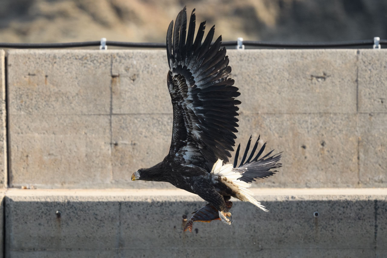 魚を取って飛び去ろうとするオオワシ幼鳥。 A juvenile Steller's sea eagle about to take a fish and fly away.