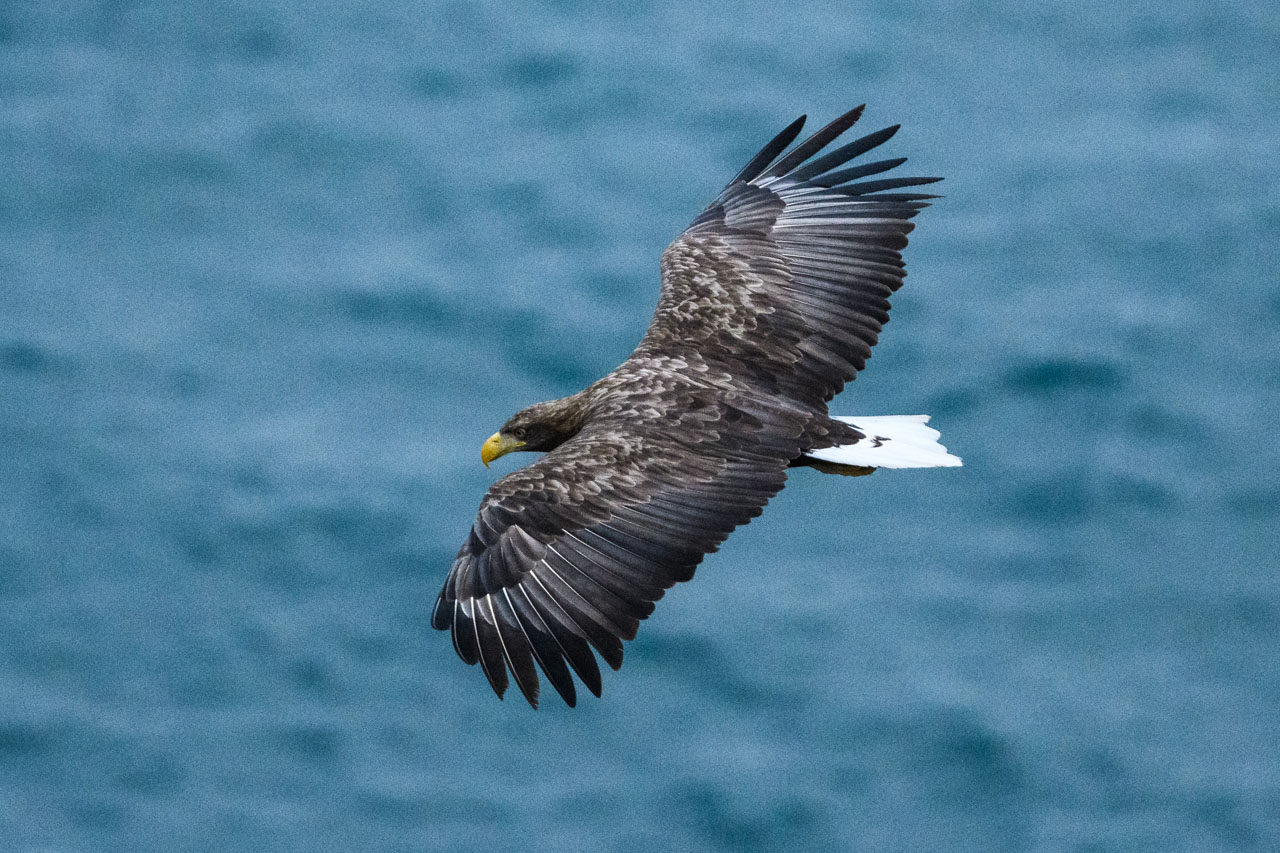 滑空するオジロワシ A white-tailed eagle gliding 