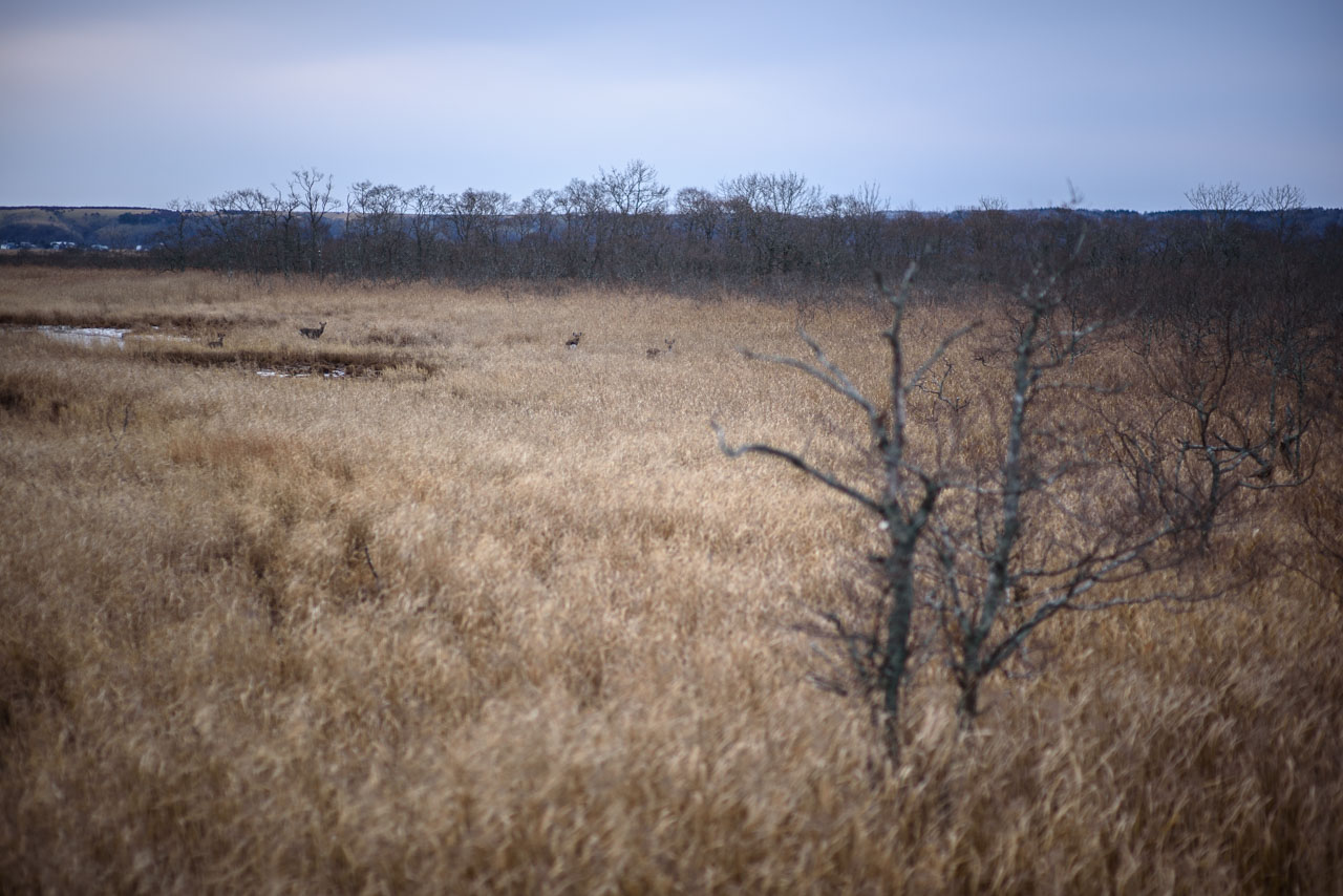 霧多布湿原とエゾシカ Kiritappu Marshland and Yezo sika deer 