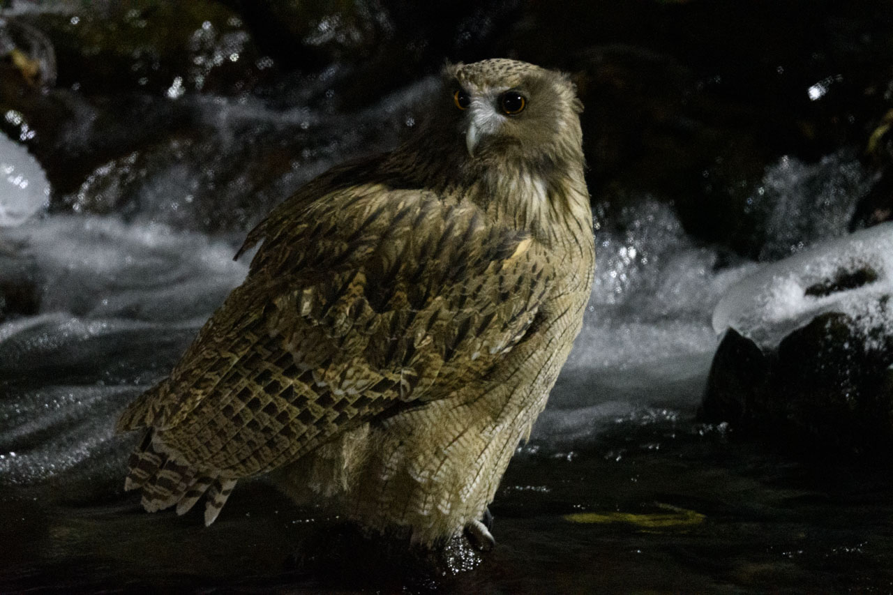 川の中に立つシマフクロウ a Blakiston's Fish Owl standing in the stream