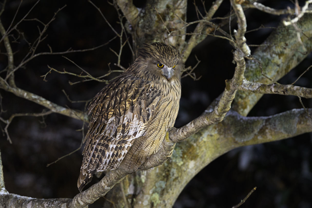 木に止まるシマフクロウ a Blakiston's Fish Owl perches on a tree