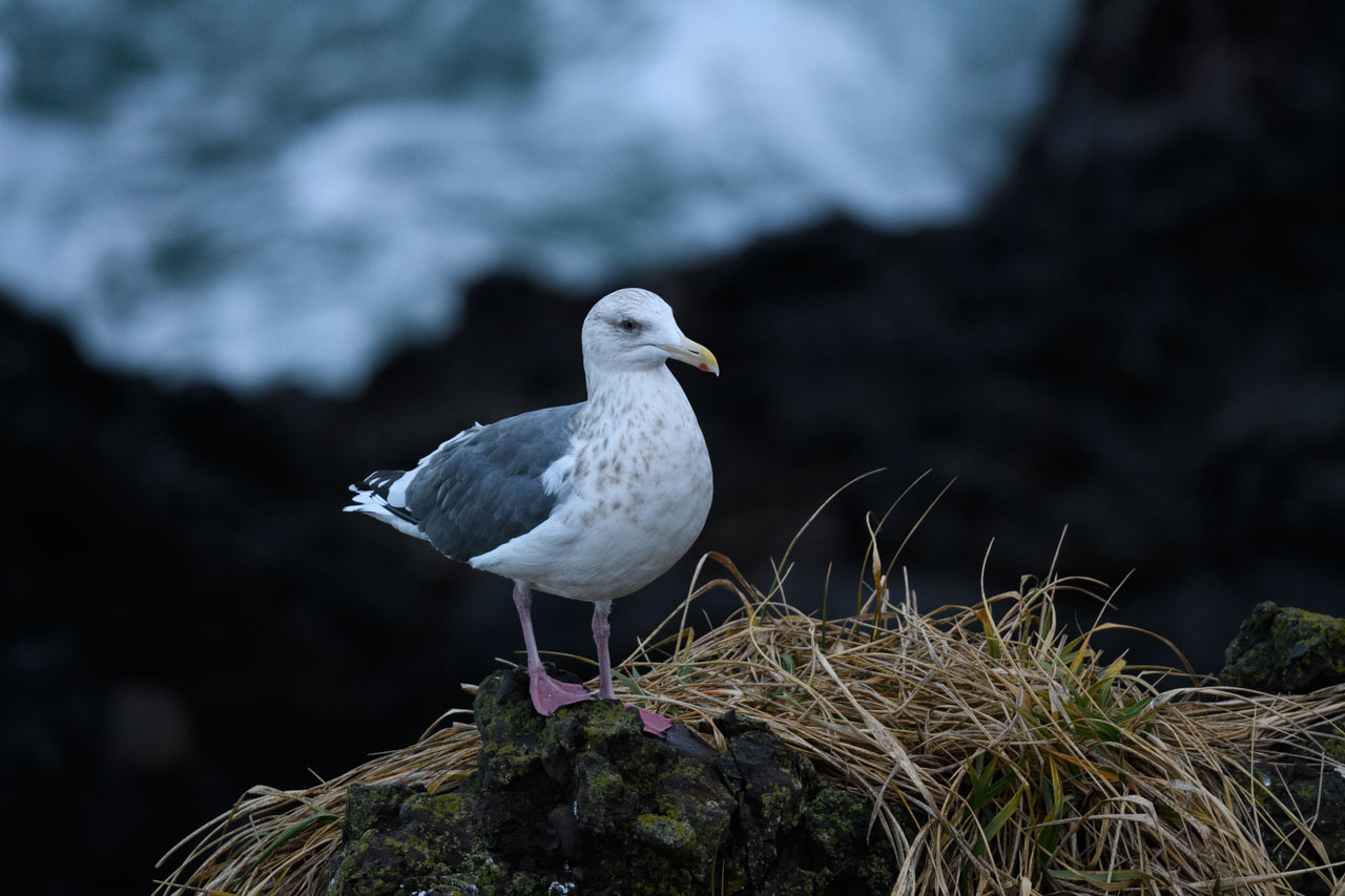 岩に立つオオセグロカモメ Slaty-backed Gull standing on a rock 