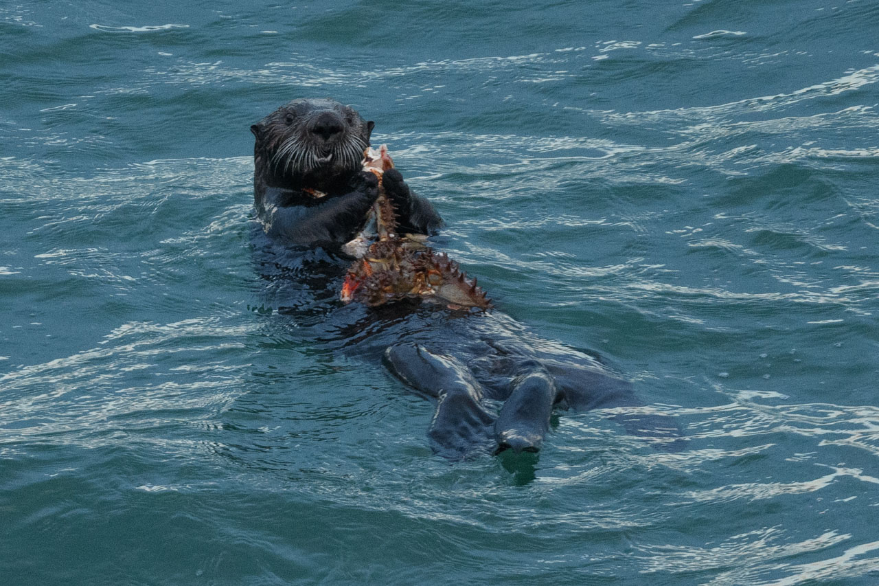 海に浮かんでカニを食べるラッコ Sea otter eating crab floating in the sea