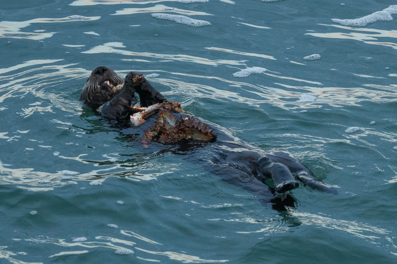 海に浮かんでカニを食べるラッコ Sea otter eating crab floating in the sea