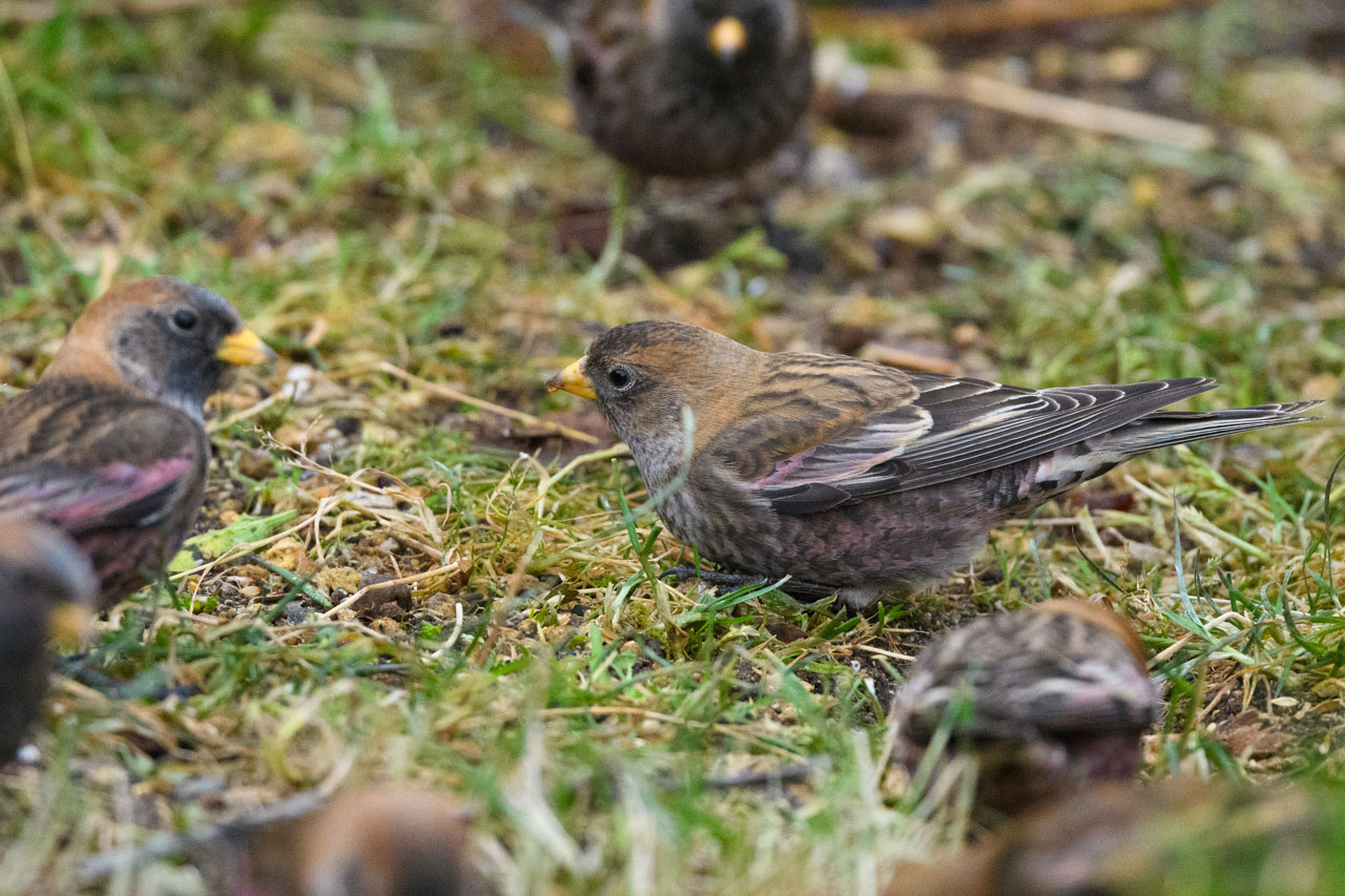 地面で餌を探すハギマシコ Asian Rosy Finch searching for food on the ground