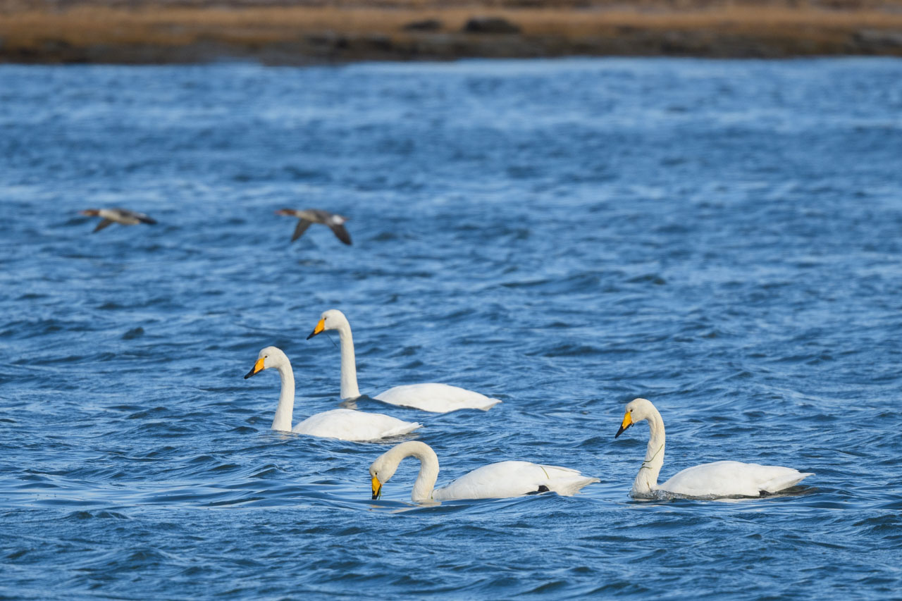 川を泳ぐ4羽のオオハクチョウ Four whooper swans swimming in the river