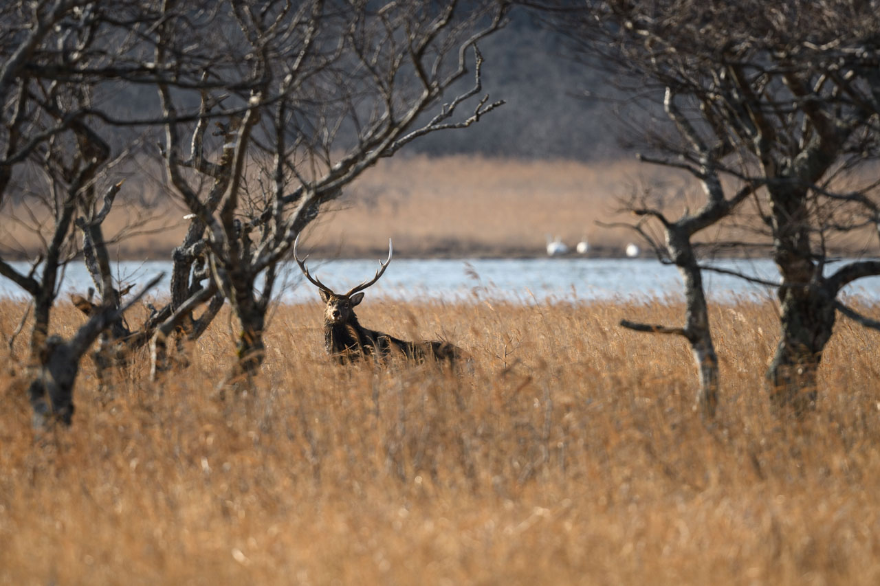 灌木の間からこちらを見つめるオスのエゾシカ Male Yezo sika deer gazing at me through the bushes